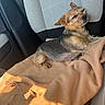 dog, small_dog, scruffy_dog, sleeping, relaxed, sitting, car, car_seat, blanket, tan_blanket, sunlight, warm_light, road_trip, pet, animal, closed_eyes, floppy_ears, black_and_tan, cozy, indoors