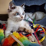 Cannelle participe au concours pour gagner de l'argent avec cette photo : kitten, cat, toy, colorful, ribbons, fuzzy, playful, curious, blue_eyes, indoor, pet, cozy, cat_bed, feline, soft, animal, close_up, cute, young, whiskers
