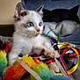 kitten, cat, toy, colorful, ribbons, fuzzy, playful, curious, blue_eyes, indoor, pet, cozy, cat_bed, feline, soft, animal, close_up, cute, young, whiskers