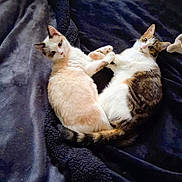 Cannelle Et Myrtille a rejoint le concours — aidez-le/la à gagner de superbes lots ! animal, blanket, cat, cats, companions, cozy, curled_up, cute, feline, indoor, looking_at_camera, lying_down, paws, pet, relaxing, resting, soft_texture, tabby, two_animals, white_fur