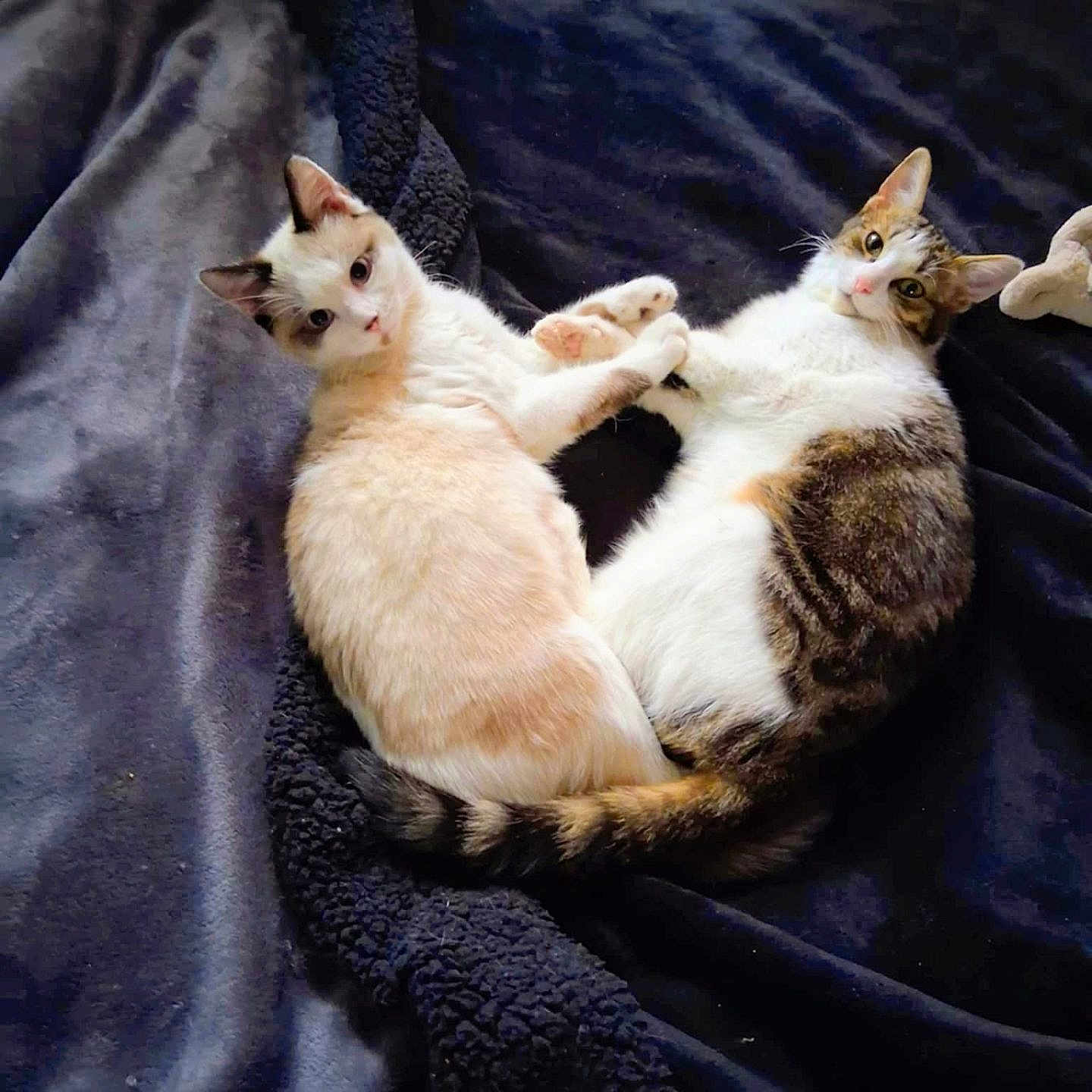 Cannelle Et Myrtille