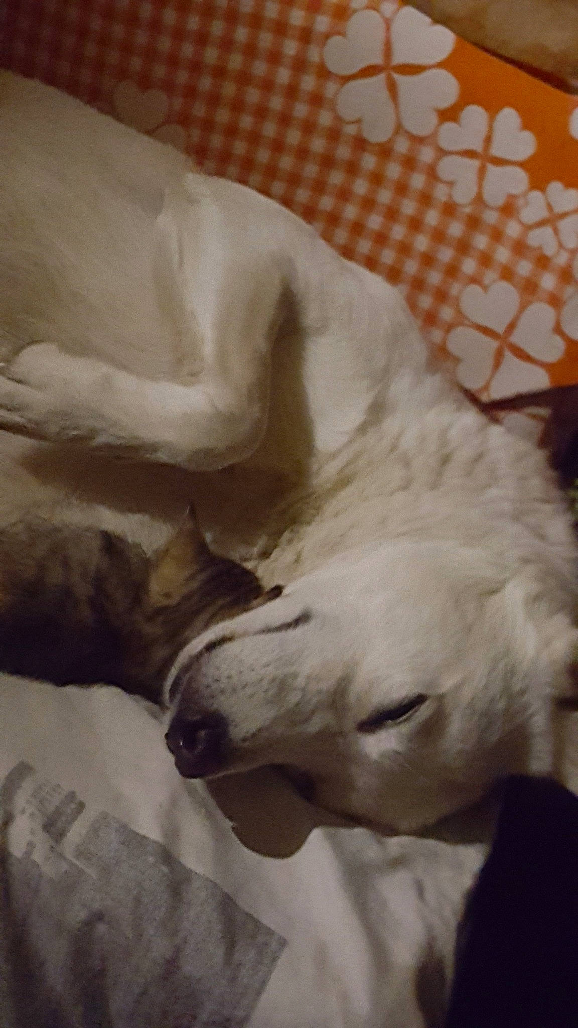 Loupiote participe au concours pour gagner de l'argent avec cette photo : canidae, carnivore, cloud, comfort, companion_dog, dog, dog_breed, fawn, fur, jaw, linens, nap, paw, sleep, snout, sporting_group, tail, terrestrial_animal, whiskers, working_animal