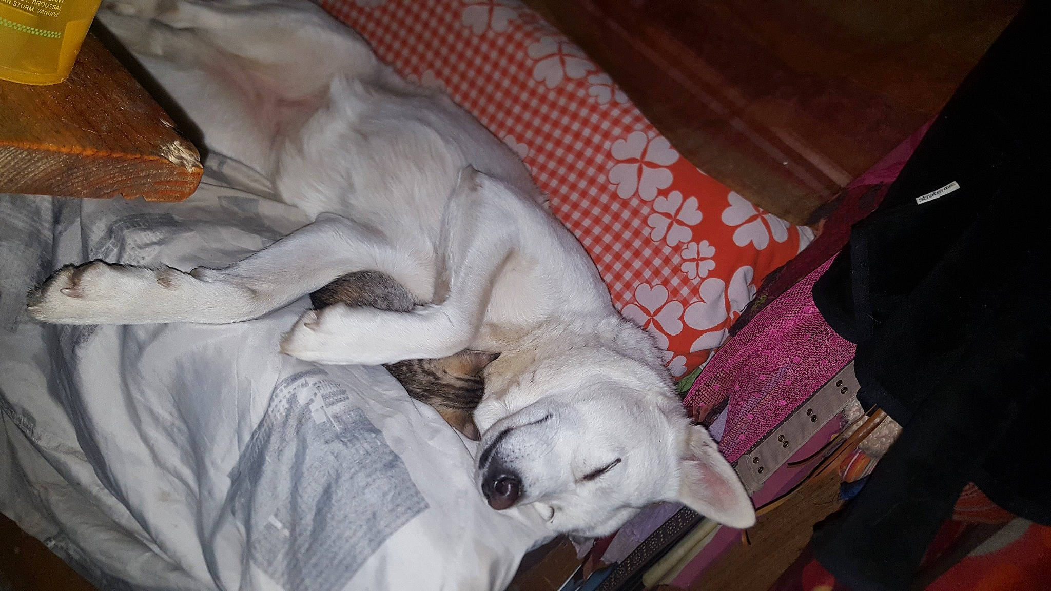 Loupiote a rejoint le concours — aidez-le/la à gagner de superbes lots ! bedding, canidae, carnivore, comfort, companion_dog, dog, dog_breed, dog_supply, fawn, fur, linens, mammal, nap, non_sporting_group, sleep, snout, sporting_group, working_animal