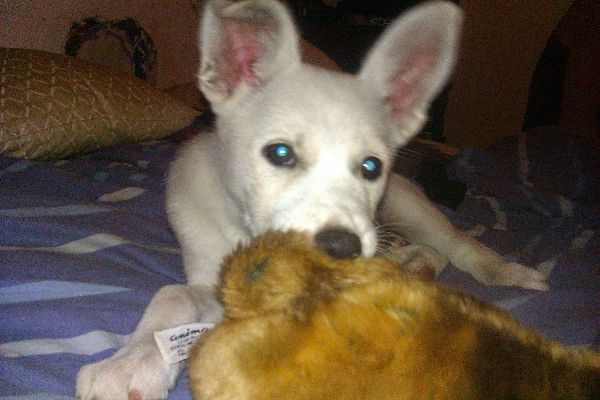 Loupiote participe au concours pour gagner de l'argent avec cette photo : canidae, carnivore, comfort, companion_dog, dog, dog_breed, ear, fawn, fur, non_sporting_group, snout, sporting_group, terrestrial_animal, whiskers, working_animal