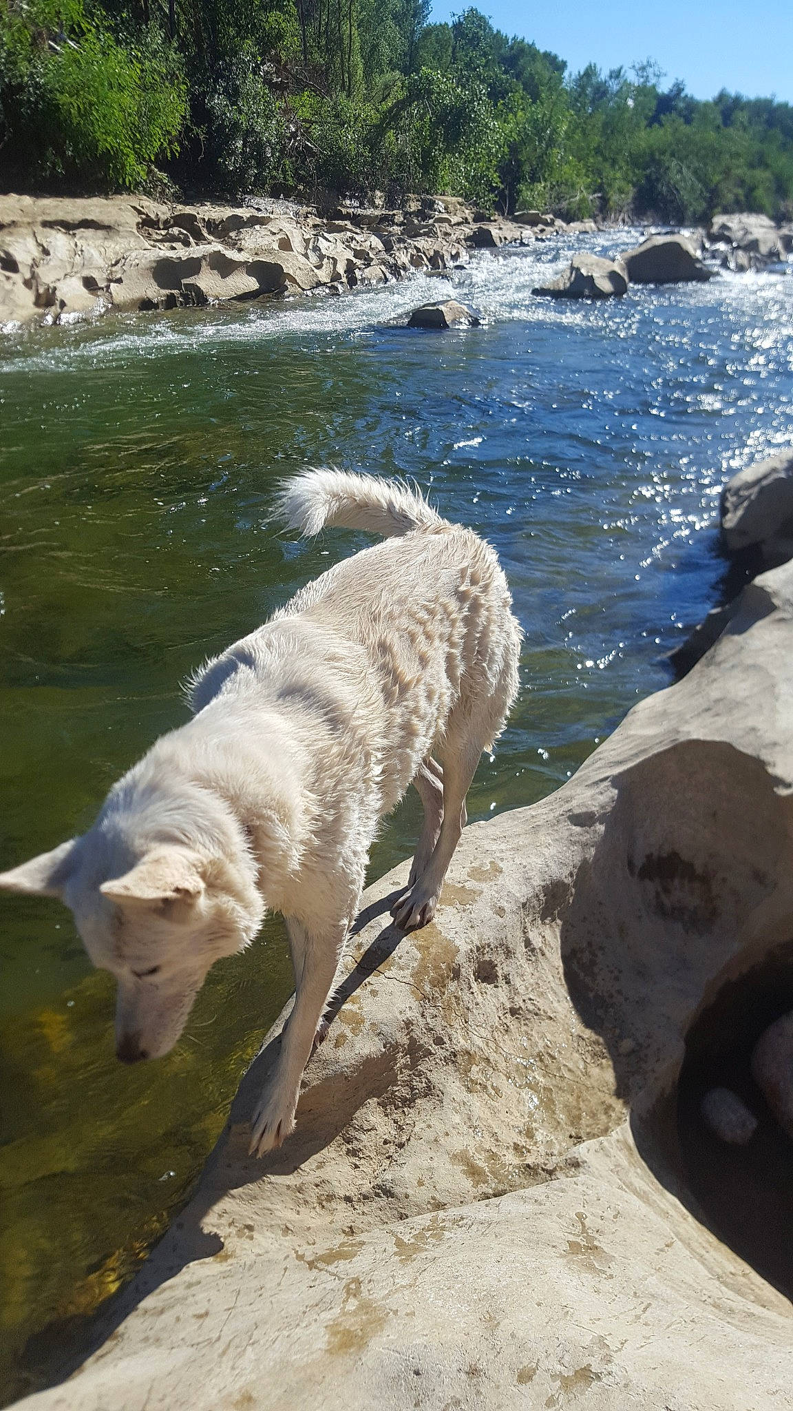 Loupiote a rejoint le concours — aidez-le/la à gagner de superbes lots ! beach, bedrock, canidae, carnivore, coast, dog, dog_breed, fawn, grass, lake, ocean, plant, rock, sporting_group, tail, terrestrial_animal, water, water_resources, watercourse, working_animal