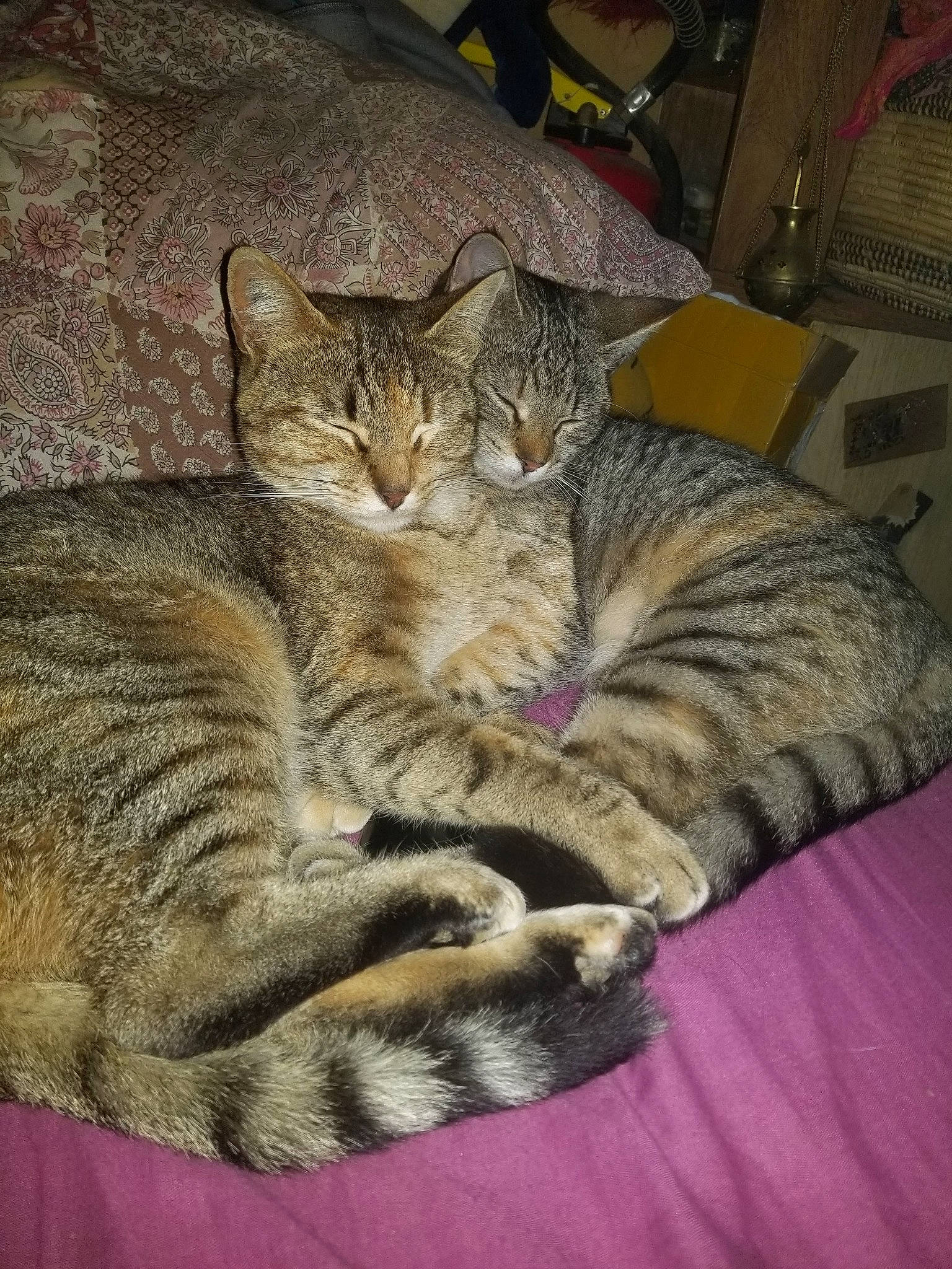 Hamamélis a rejoint le concours — aidez-le/la à gagner de superbes lots ! carnivore, cat, claw, comfort, domestic_short_haired_cat, felidae, fur, nap, paw, sleep, small_to_medium_sized_cats, snout, tail, terrestrial_animal, whiskers