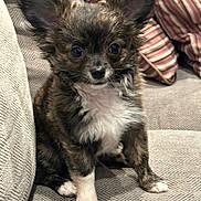 Bruno is registered to the contest to win money with this photo: puppy, dog, pet, fluffy, ears, couch, indoor, small_dog, brown, white_paws, white_chest, cute, animal, sitting, furniture, closeup, face, alert, companion, young