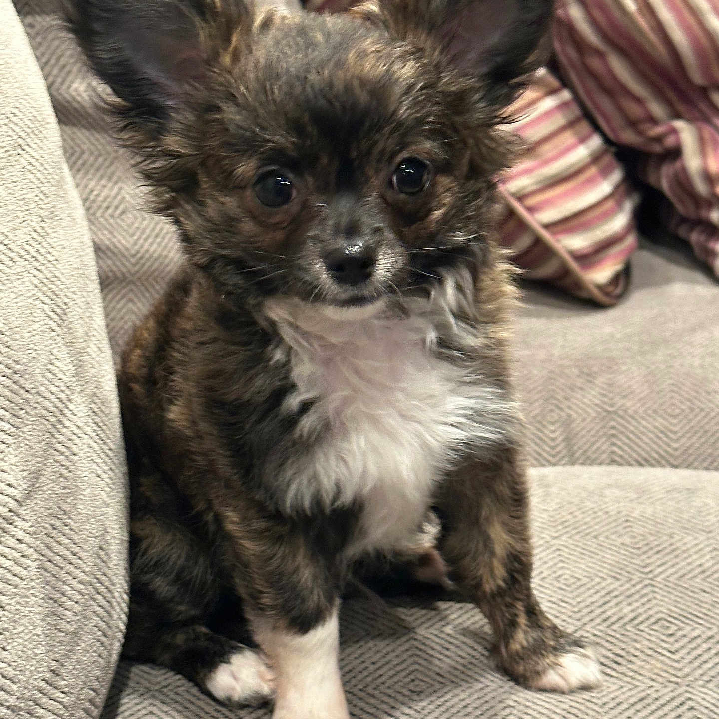 Bruno is registered to the contest to win money with this photo: alert, animal, brown, closeup, companion, couch, cute, dog, ears, face, fluffy, furniture, indoor, pet, puppy, sitting, small_dog, white_chest, white_paws, young