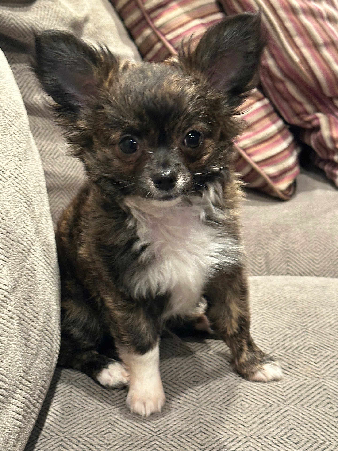 Bruno is registered to the contest to win money with this photo: puppy, dog, pet, fluffy, ears, couch, indoor, small_dog, brown, white_paws, white_chest, cute, animal, sitting, furniture, closeup, face, alert, companion, young