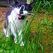 Kitty a rejoint le concours — aidez-le/la à gagner de superbes lots ! animal, black_and_white, cat, close_up, curious, daylight, feline, grass, greenery, ground, leaf, mouth_open, nature, outdoor, pet, plant, playful, whiskers, wildlife, young_cat