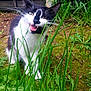 animal, black_and_white, cat, close_up, curious, daylight, feline, grass, greenery, ground, leaf, mouth_open, nature, outdoor, pet, plant, playful, whiskers, wildlife, young_cat