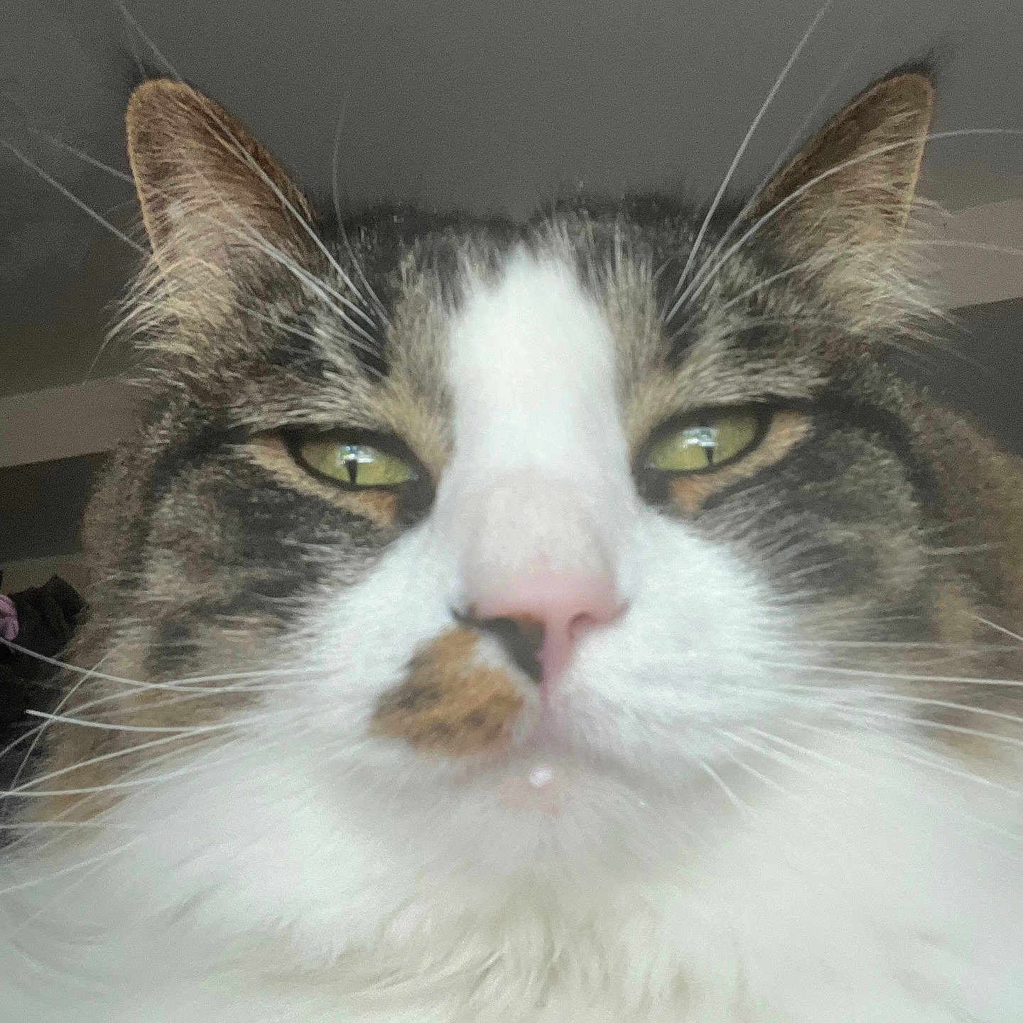 Wicky is registered to the contest to win money with this photo: animal, cat, close_up, cute, domestic_animal, ears, face, feline, fluffy, fur, green_eyes, indoor, looking, mustache, muzzle, pet, pink_nose, portrait, soft, whiskers