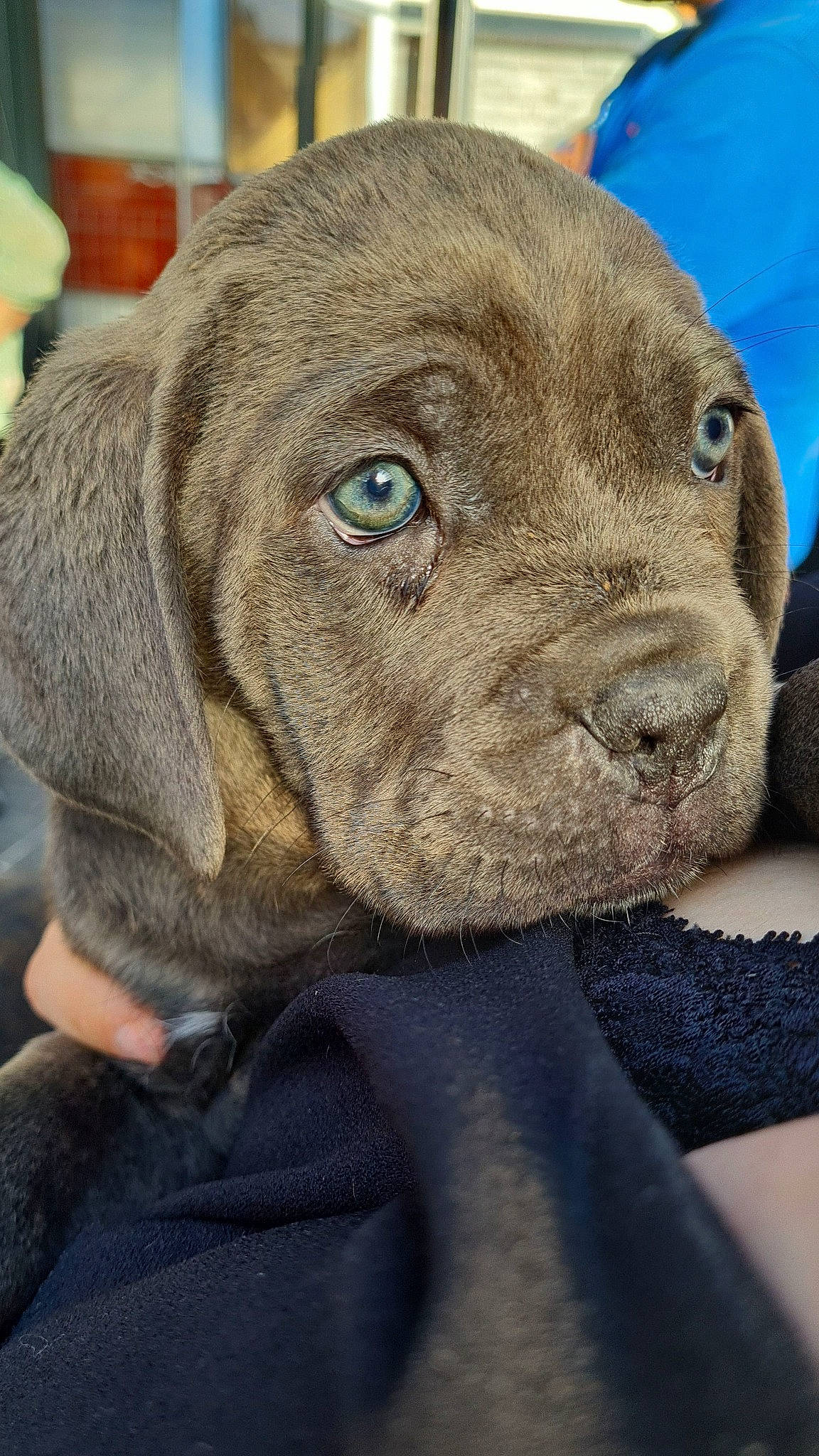 Buffy a rejoint le concours — aidez-le/la à gagner de superbes lots ! carnivore, collar, comfort, companion_dog, dog, dog_breed, dog_collar, ear, electric_blue, fawn, fur, gun_dog, liver, pet_supply, snout, sporting_group, whiskers, working_animal