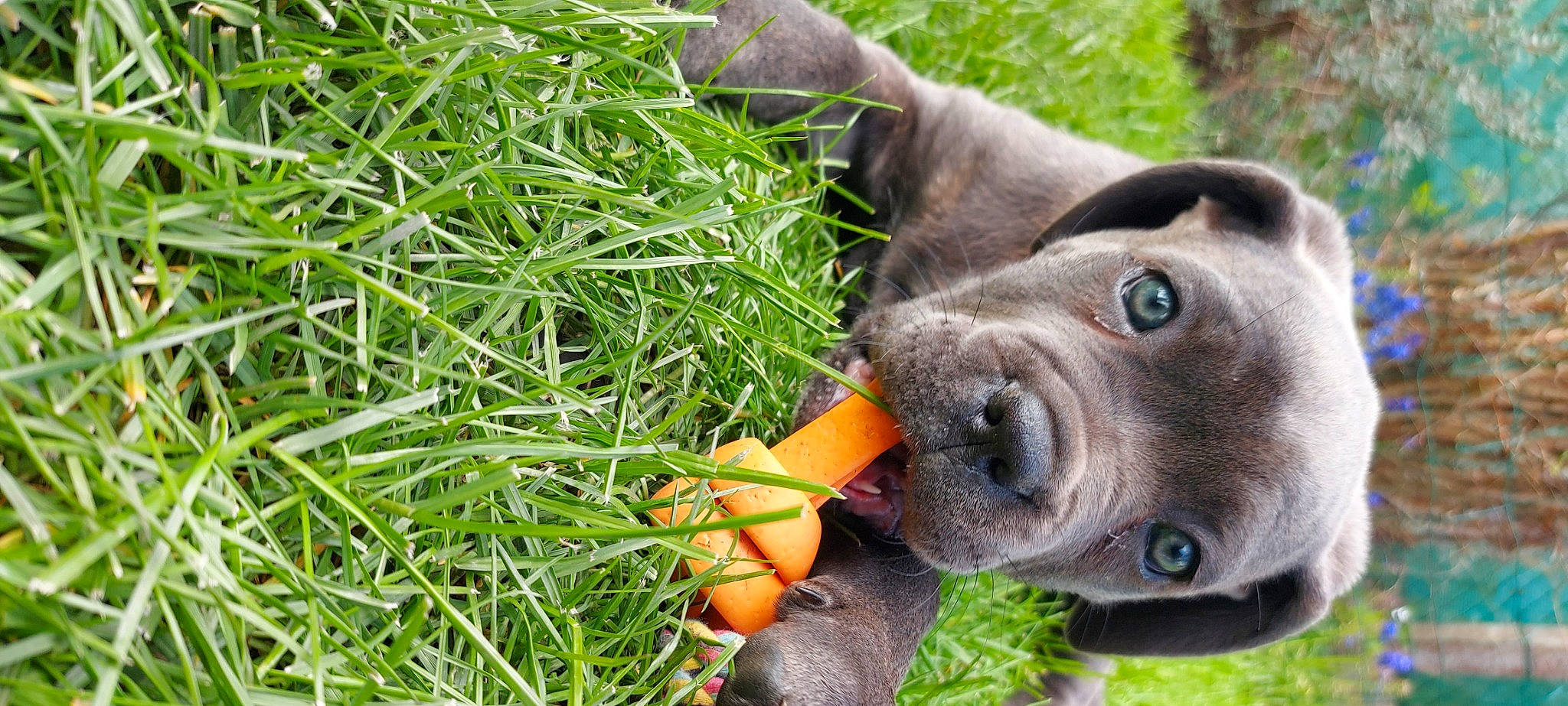 Buffy a rejoint le concours — aidez-le/la à gagner de superbes lots ! ball, canidae, carnivore, collar, companion_dog, dog, dog_breed, fawn, grass, groundcover, herb, liver, plant, puppy, snout, sporting_group, terrestrial_animal, whiskers, working_animal, wrinkle