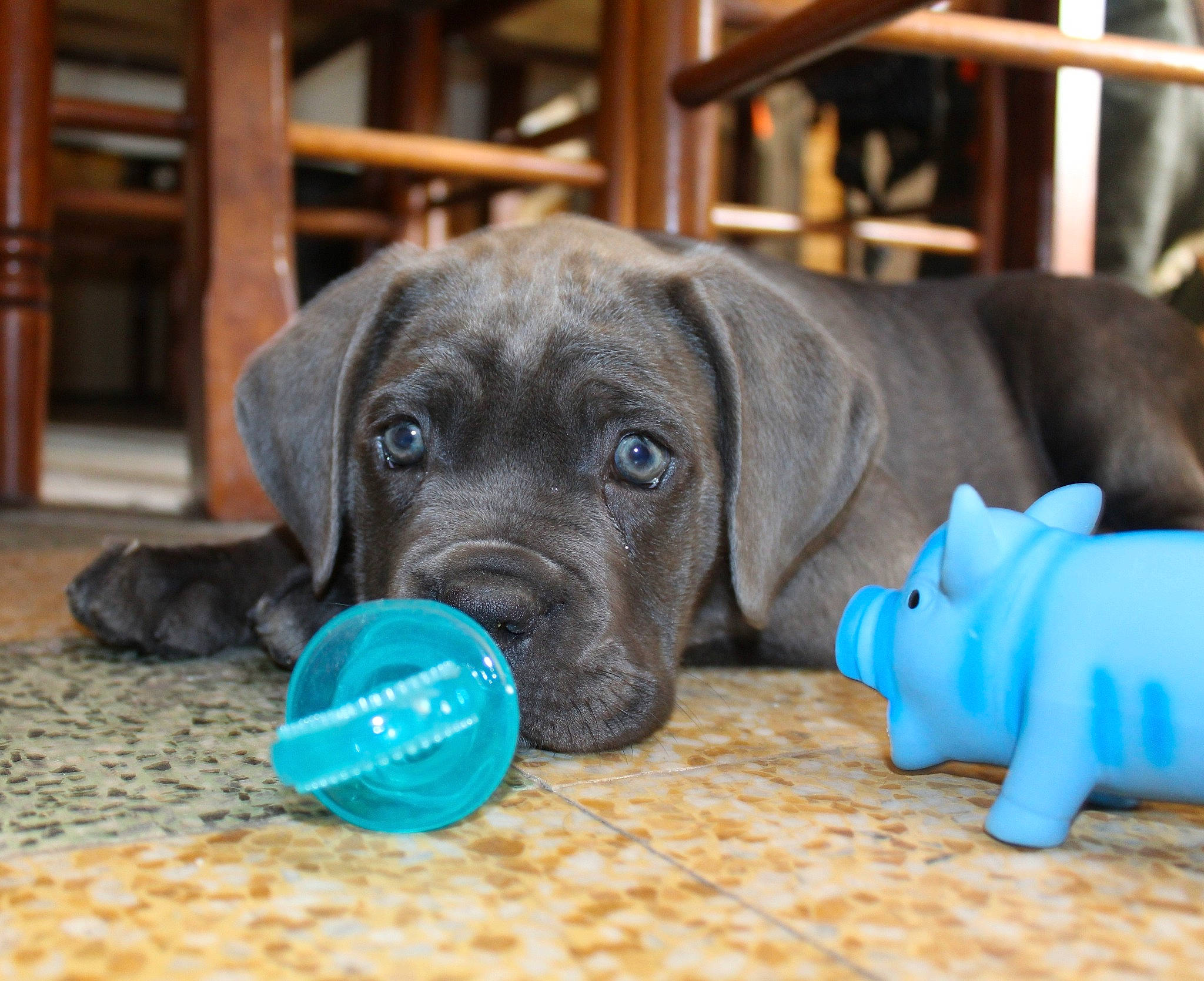 Buffy participe au concours pour gagner de l'argent avec cette photo : ball, borador, canidae, carnivore, companion_dog, dog, dog_breed, dog_collar, dog_supply, electric_blue, fawn, gun_dog, hardwood, liver, snout, sporting_group, terrestrial_animal, toy, wood, working_animal