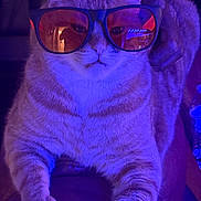 Garfield joined the competition — help win amazing prizes! cat, sunglasses, orange_tinted_glasses, purple_light, pet, feline, relaxed, indoor, close_up, fur, whiskers, paws, portrait, animal, cool, laid_back, accessory, orange_cat, striped_fur, domestic_cat