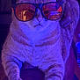 cat, sunglasses, orange_tinted_glasses, purple_light, pet, feline, relaxed, indoor, close_up, fur, whiskers, paws, portrait, animal, cool, laid_back, accessory, orange_cat, striped_fur, domestic_cat