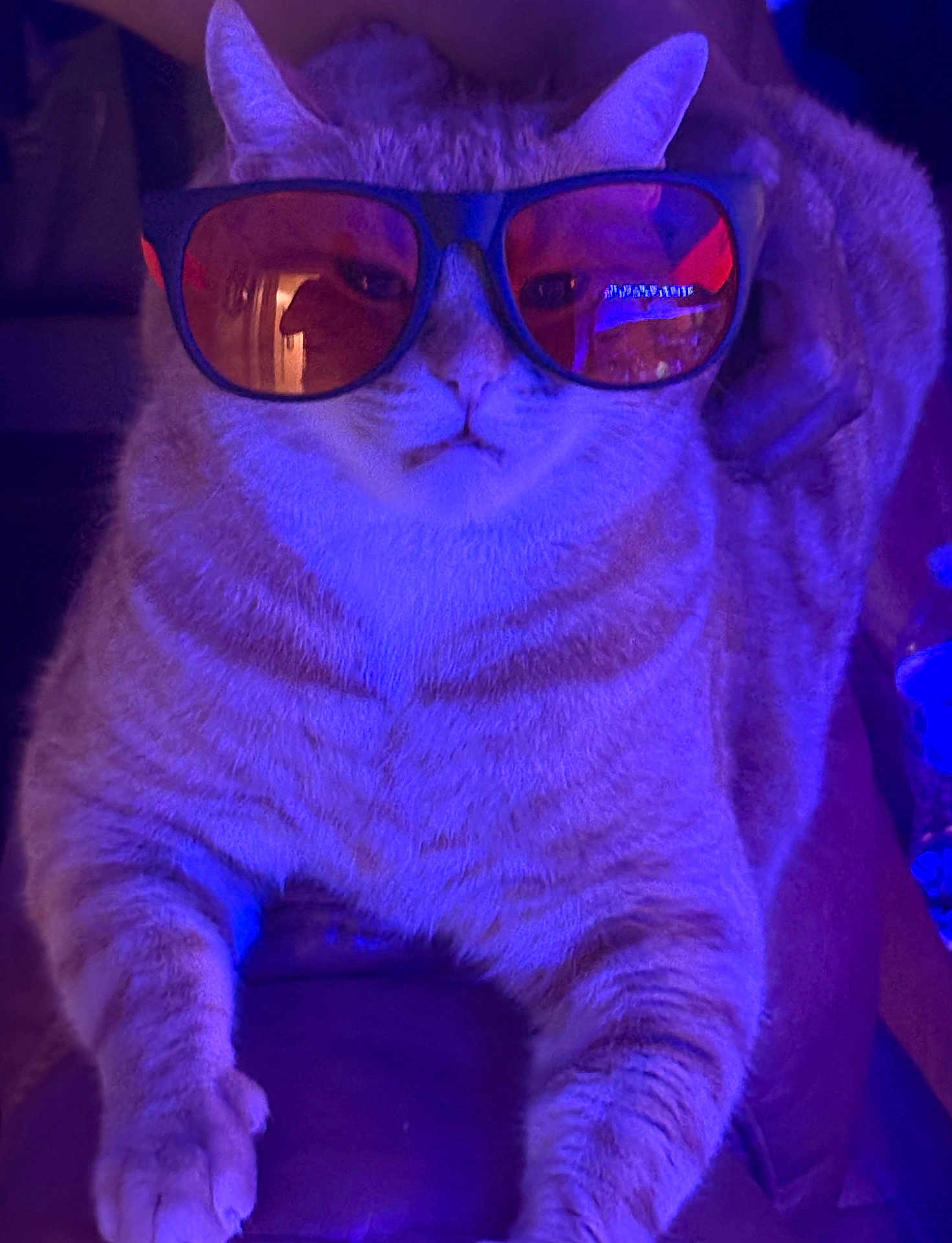 Garfield joined the competition — help win amazing prizes! cat, sunglasses, orange_tinted_glasses, purple_light, pet, feline, relaxed, indoor, close_up, fur, whiskers, paws, portrait, animal, cool, laid_back, accessory, orange_cat, striped_fur, domestic_cat