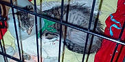 Luna participe au concours pour gagner de l'argent avec cette photo : animal_shelter, cage, non_sporting_group, pet_supply