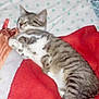 Luna a rejoint le concours — aidez-le/la à gagner de superbes lots ! american_shorthair, american_wirehair, asian, australian_mist, bengal, california_spangled, carnivore, cat, domestic_short_haired_cat, dragon_li, egyptian_mau, european_shorthair, felidae, kitten, mammal, small_to_medium_sized_cats, sokoke, tabby_cat, vertebrate, whiskers