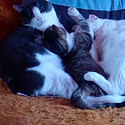 Luna participe au concours pour gagner de l'argent avec cette photo : carnivore, cat, felidae, fur, kitten, mammal, nap, polydactyl_cat, sky, sleep, small_to_medium_sized_cats, tail, whiskers