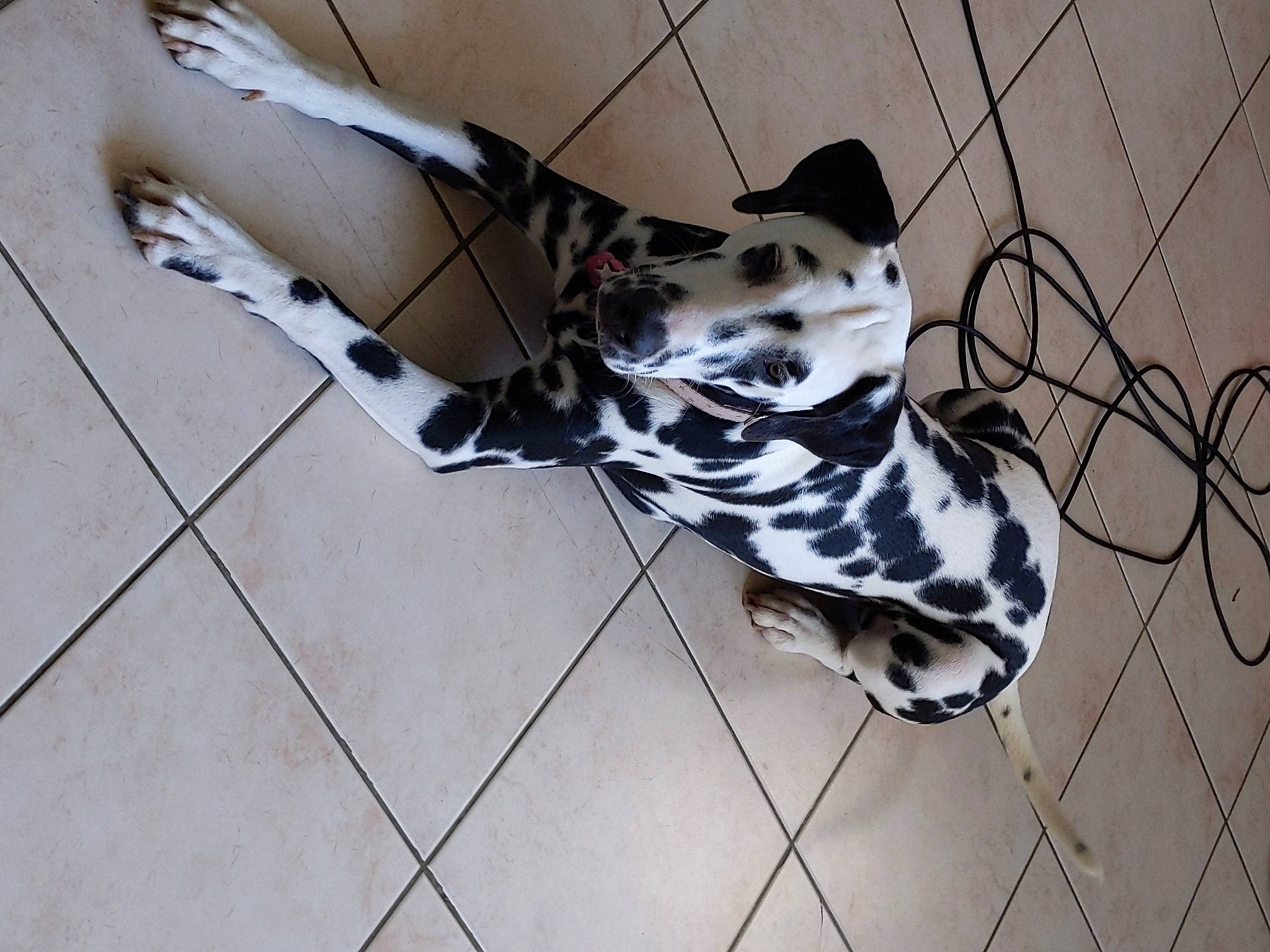 Ruby participe au concours pour gagner de l'argent avec cette photo : canidae, carnivore, collar, companion_dog, dalmatian, dog, dog_breed, dog_supply, fawn, flooring, line, mesh, pattern, pet_supply, snout, sporting_group, terrestrial_animal, tile_flooring, whiskers, working_animal