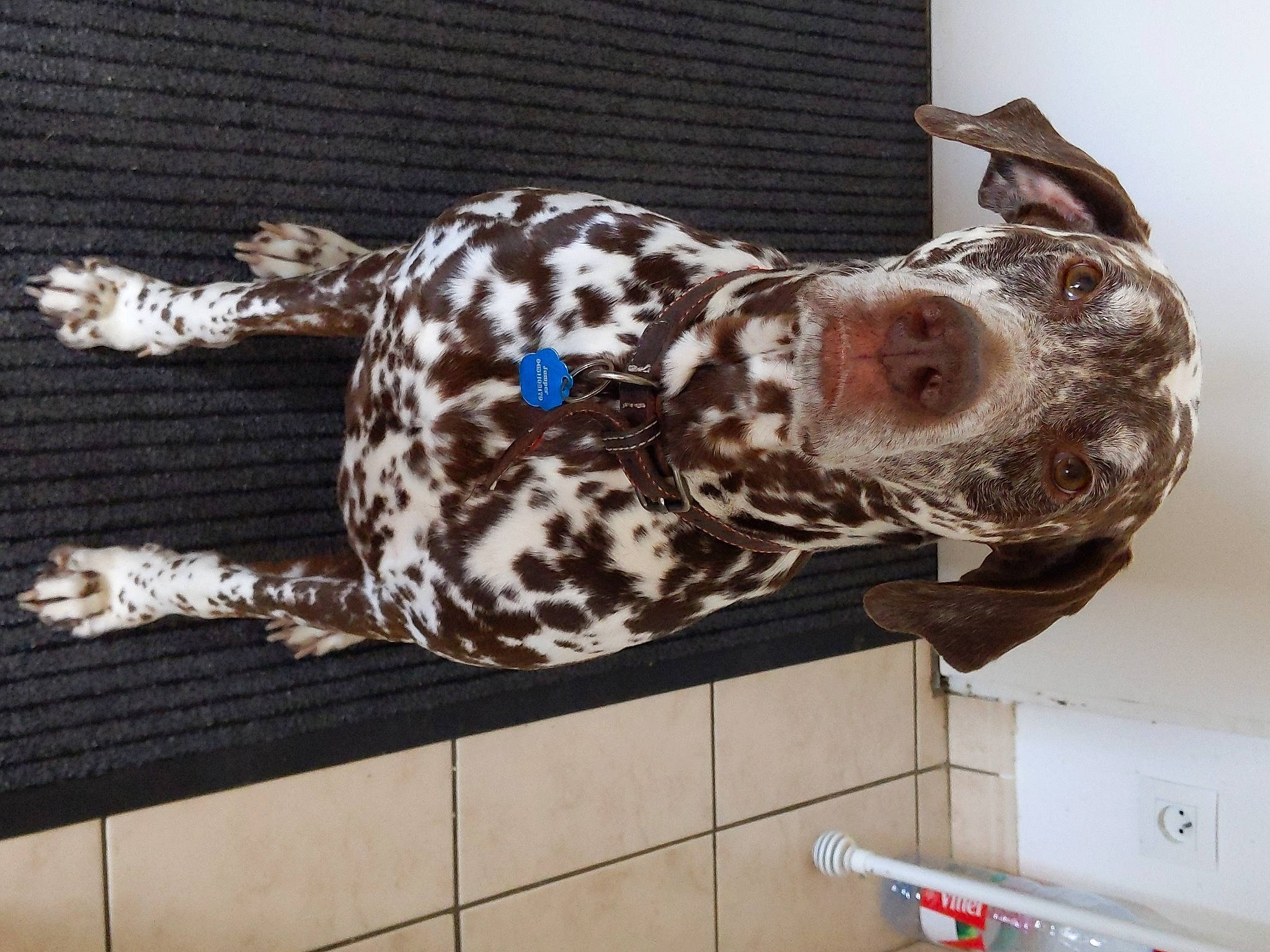 Jumper a rejoint le concours — aidez-le/la à gagner de superbes lots ! braque_du_bourbonnais, braque_francais, canidae, carnivore, companion_dog, dalmatian, dog, dog_breed, fawn, fur, metal, military_camouflage, pattern, pet_supply, snout, sporting_group, tail, terrestrial_animal, wood, working_animal