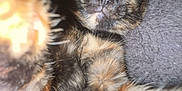 Hailey joined the competition — help win amazing prizes! animal, blanket, cat, closeup, cozy, cute, domestic, eyes, feline, fur, indoor, mammal, paw, pet, playful, portrait, relaxed, sleepy, tortoiseshell, whiskers