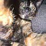 animal, blanket, cat, closeup, cozy, cute, domestic, eyes, feline, fur, indoor, mammal, paw, pet, playful, portrait, relaxed, sleepy, tortoiseshell, whiskers