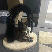 Hailey is registered to the contest to win money with this photo: animal, arch, black, carpet, cat, cozy, curious, ears, feline, fur, home, indoor, kitten, mat, pet, playful, scratcher, tortoiseshell, toy, white