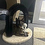 animal, arch, black, carpet, cat, cozy, curious, ears, feline, fur, home, indoor, kitten, mat, pet, playful, scratcher, tortoiseshell, toy, white
