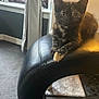 Hailey is registered to the contest to win money with this photo: animal, armrest, carpet, cat, cozy, curious, curtain, eyes, fur, furniture, home, indoor, kitten, leather_chair, paws, pet, tortoiseshell, whiskers, window, young