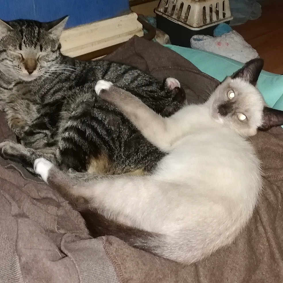 Rebelle Et Simba participe au concours pour gagner de l'argent avec cette photo : animal, cat, clothing, cozy, curious, cute, domestic, eyes_closed, flash, floor, fur, indoor, pets, pile, relaxed, resting, siamese_cat, snuggling, tabby_cat, two_cats