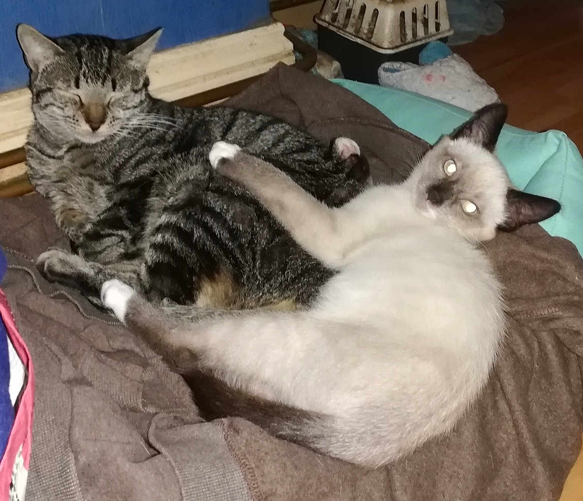 Rebelle Et Simba participe au concours pour gagner de l'argent avec cette photo : animal, cat, clothing, cozy, curious, cute, domestic, eyes_closed, flash, floor, fur, indoor, pets, pile, relaxed, resting, siamese_cat, snuggling, tabby_cat, two_cats