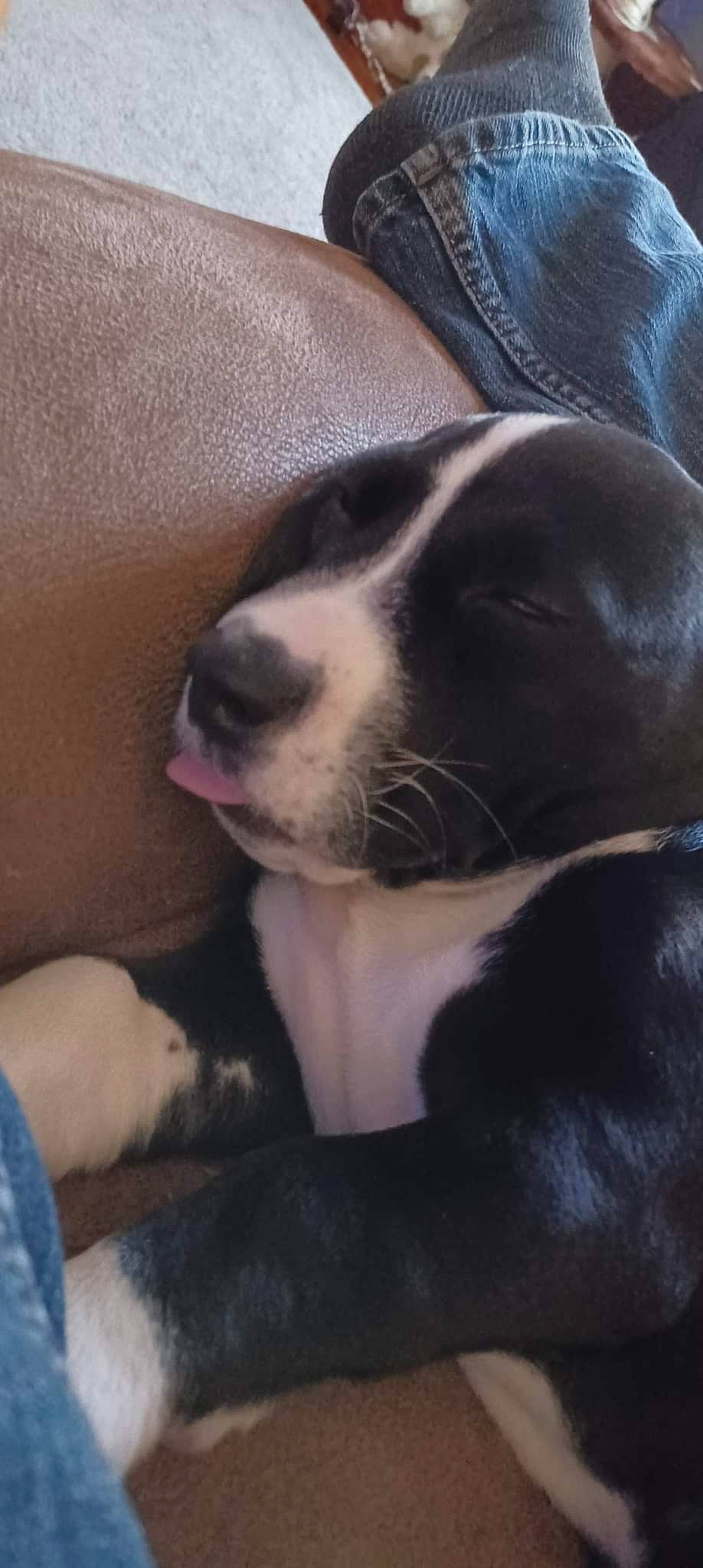 Lulu is registered to the contest to win money with this photo: bored, canidae, carnivore, cloud, collar, comfort, companion_dog, dog, dog_breed, ear, fawn, fur, head, paw, sky, snout, sporting_group, whiskers, window, working_animal