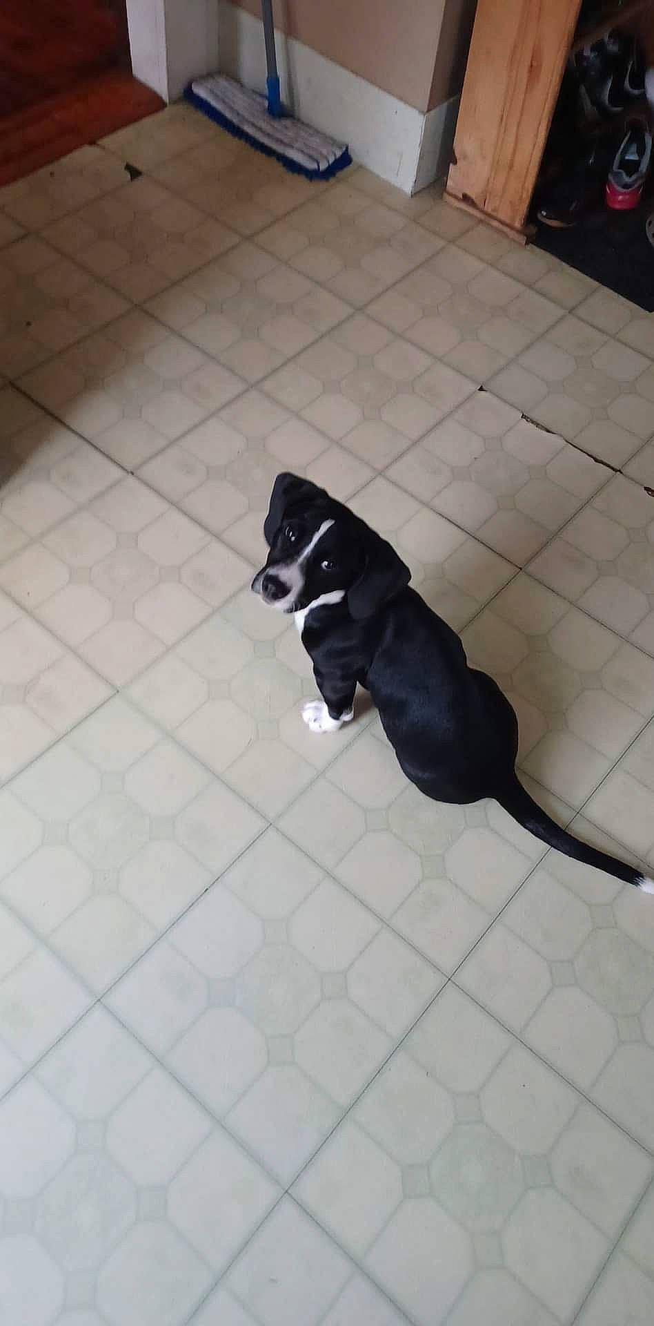 Lulu joined the competition — help win amazing prizes! canidae, carnivore, collar, companion_dog, dog, dog_breed, dog_supply, fawn, felidae, floor, flooring, hardwood, leash, pet_supply, small_to_medium_sized_cats, snout, sporting_group, tail, terrestrial_animal, working_animal