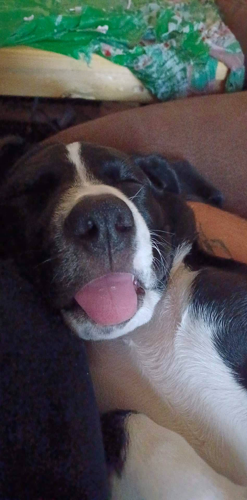 Lulu is registered to the contest to win money with this photo: boston_terrier, canidae, carnivore, cloud, comfort, companion_dog, dog, dog_breed, fang, fawn, foot, fur, human_leg, non_sporting_group, paw, sky, sporting_group, square, whiskers, working_animal