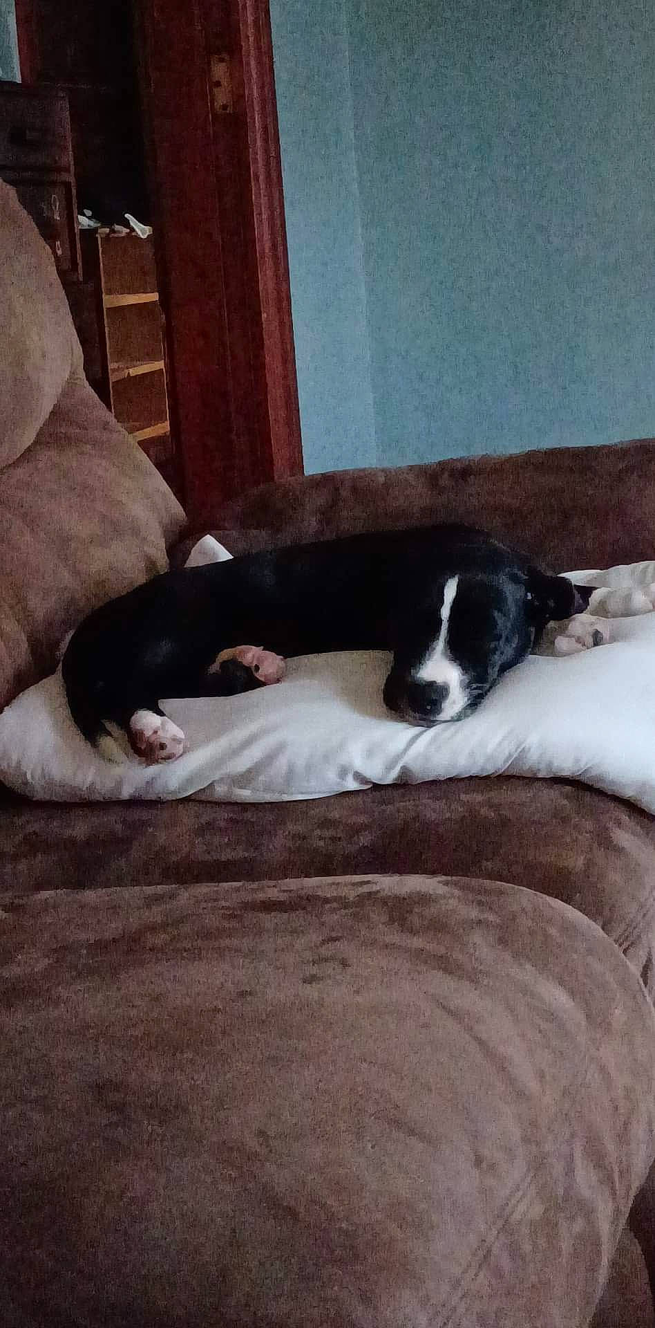 Lulu joined the competition — help win amazing prizes! canidae, carnivore, comfort, companion_dog, couch, dog, dog_breed, floor, flooring, hardwood, non_sporting_group, room, sporting_group, tail, terrestrial_animal, tints_and_shades, wood, working_animal