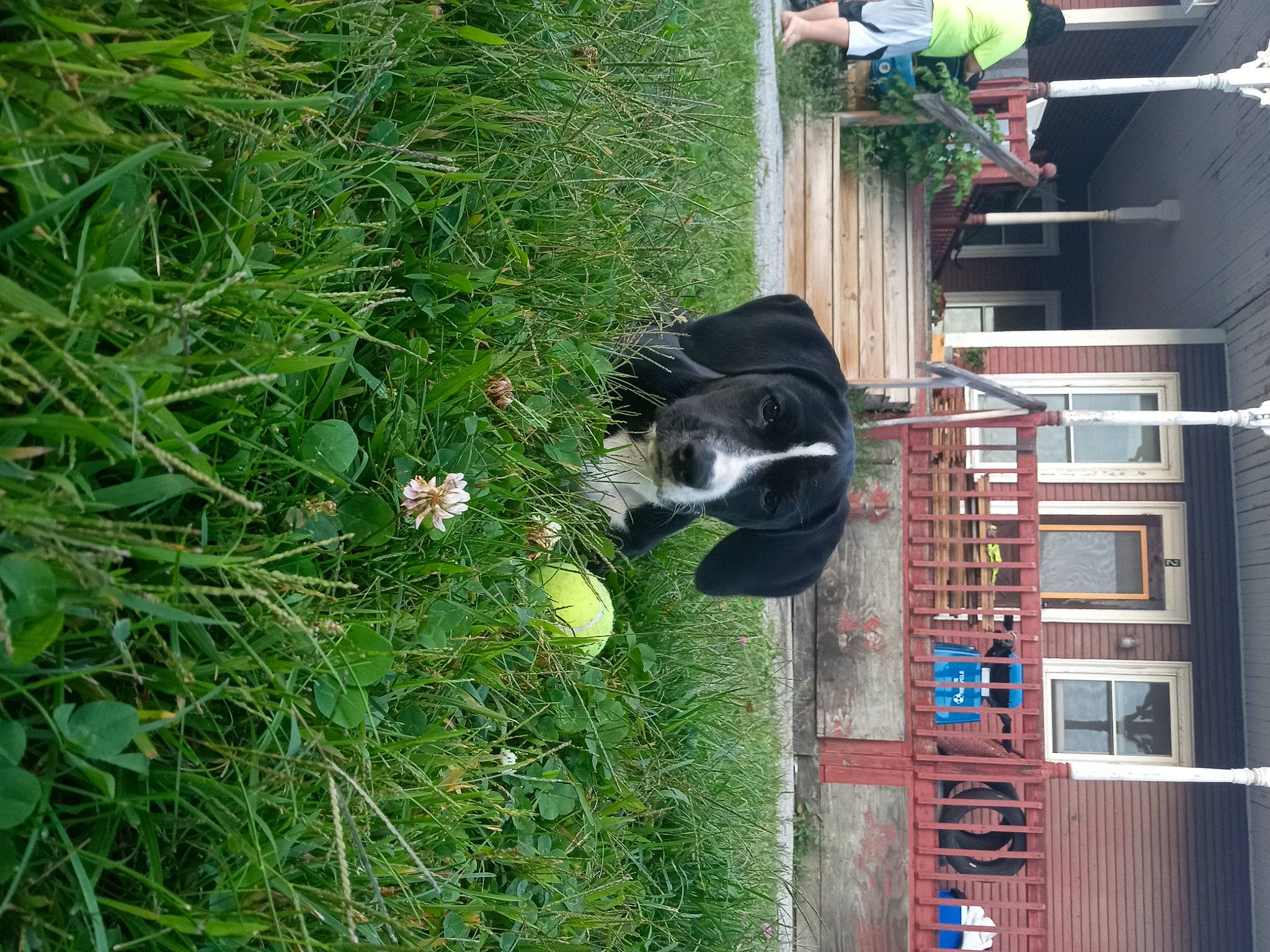 Lulu joined the competition — help win amazing prizes! art, building, canidae, carnivore, companion_dog, dog, dog_breed, garden, grass, groundcover, herbaceous_plant, lawn, plant, sash_window, shrub, siding, sporting_group, tail, window, yard