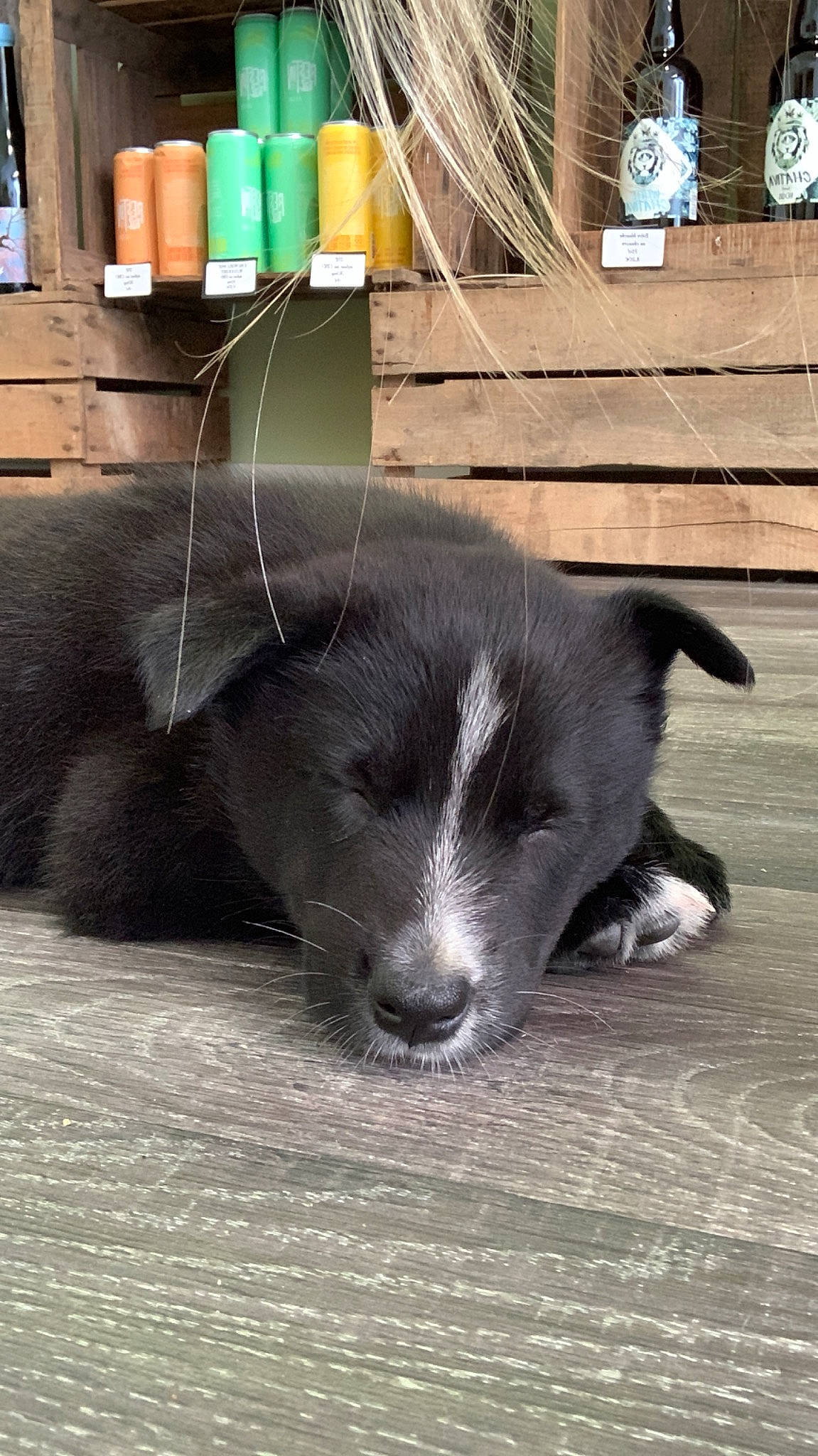 Tonks a rejoint le concours — aidez-le/la à gagner de superbes lots ! borador, canidae, carnivore, claw, companion_dog, dog, dog_breed, felidae, flooring, fur, hardwood, paw, snout, tail, terrestrial_animal, whiskers, wood, working_animal