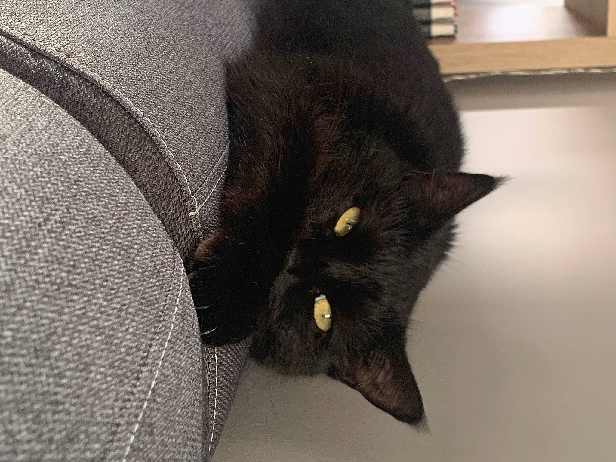 Pink participe au concours pour gagner de l'argent avec cette photo : black_cat, bombay, carbon, carnivore, cat, claw, comfort, domestic_short_haired_cat, felidae, fur, grey, pattern, plant, sleeve, small_to_medium_sized_cats, snout, tail, terrestrial_animal, whiskers