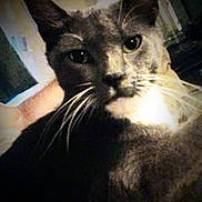Smokey Robins joined the competition — help win amazing prizes! animal, black_fur, cat, close_up, dim_lighting, ears, eyes, feline, fur, grainy, gray_fur, indoors, nose, pet, portrait, serious_expression, snout, staring, tabby, whiskers
