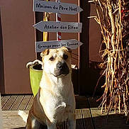 Marley a rejoint le concours — aidez-le/la à gagner de superbes lots ! dog, dog_breed, dog_breed_group, dog_like_mammal, photo_caption, snout
