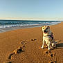 Marley participe au concours pour gagner de l'argent avec cette photo : beach, body_of_water, coast, coastal_and_oceanic_landforms, dog, dog_breed, dog_like_mammal, horizon, ocean, sand, sea, shore, sky, snout, vacation