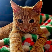 Esmée a rejoint le concours — aidez-le/la à gagner de superbes lots ! cat, kitten, ginger_cat, paw, whiskers, furry, blanket, colorful_blanket, indoor, close_up, cute, pet, animal, feline, soft_texture, resting, curious, young_cat, domestic_cat, cozy