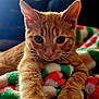 cat, kitten, ginger_cat, paw, whiskers, furry, blanket, colorful_blanket, indoor, close_up, cute, pet, animal, feline, soft_texture, resting, curious, young_cat, domestic_cat, cozy