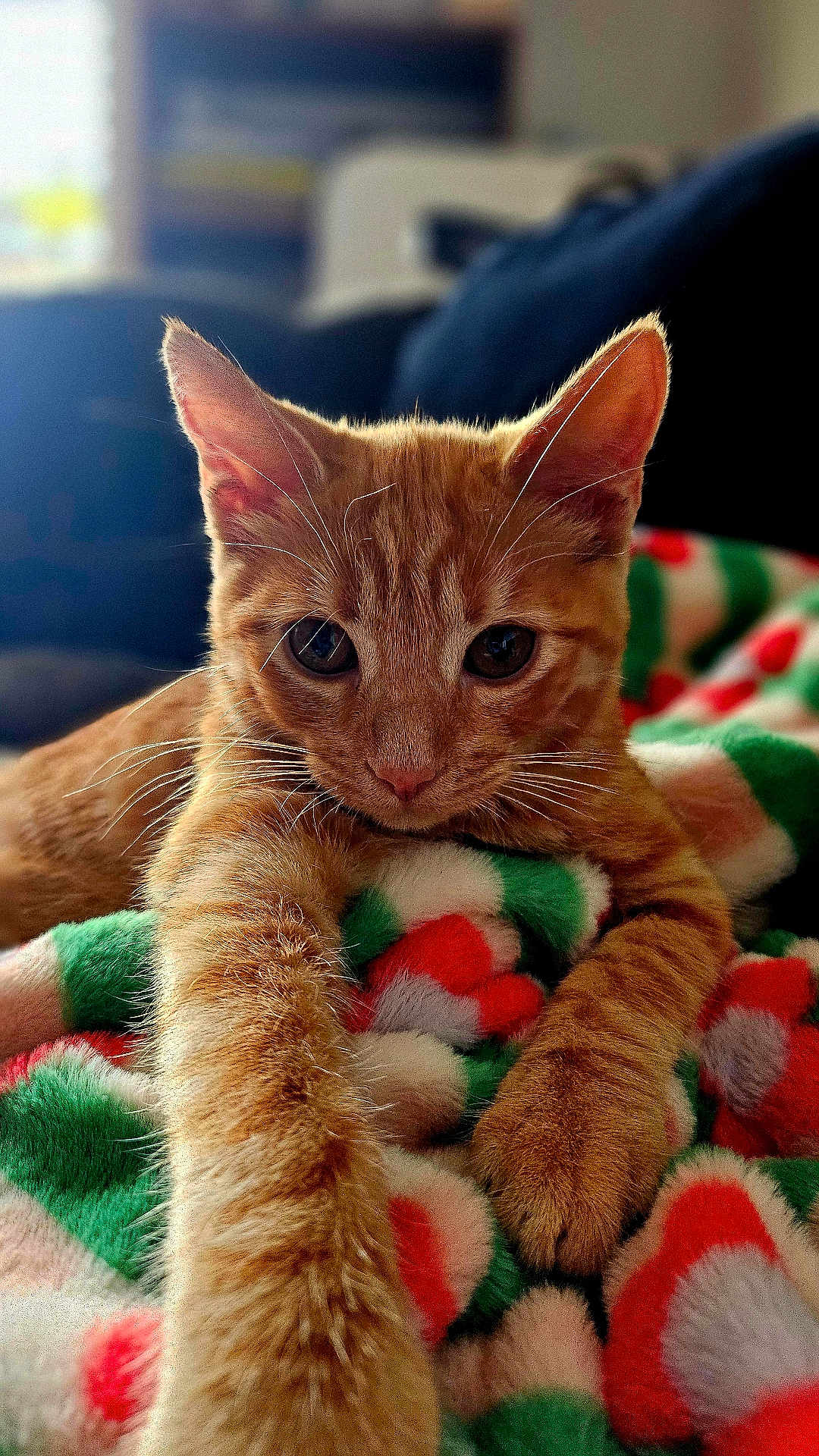 Esmée a rejoint le concours — aidez-le/la à gagner de superbes lots ! cat, kitten, ginger_cat, paw, whiskers, furry, blanket, colorful_blanket, indoor, close_up, cute, pet, animal, feline, soft_texture, resting, curious, young_cat, domestic_cat, cozy
