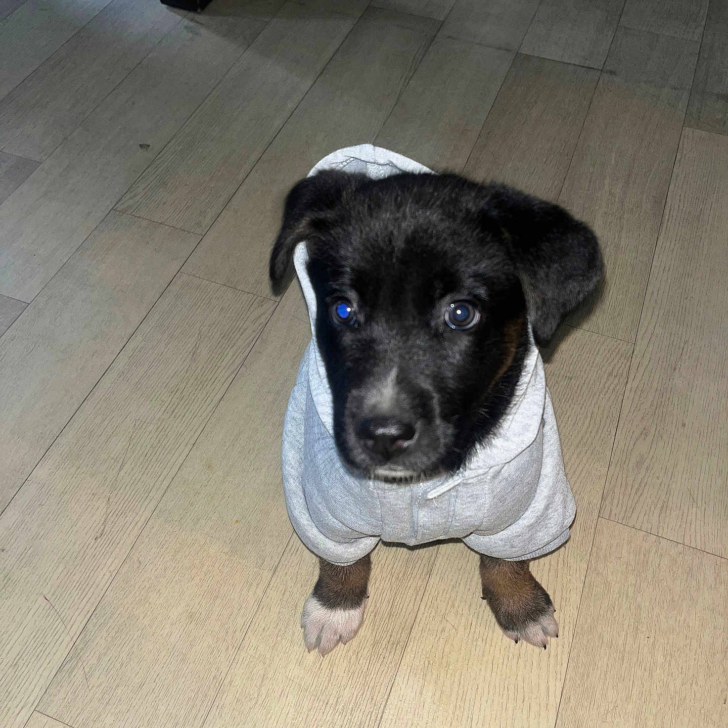 Sky a rejoint le concours — aidez-le/la à gagner de superbes lots ! accessories, animal, blanket, canine, clothing, dog, hardwood, homedecor, hood, hound, indoors, interiordesign, labradorretriever, linen, pet, plywood, puppy, strap, towel, wood
