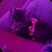 Ponyo is registered to the contest to win money with this photo: kitten, cat, purple_light, bow_collar, pet, cute, cozy, indoor, animal, feline, collar, bed, snuggle, small, young, whiskers, ears, cute_eyes, portrait, domestic_animal