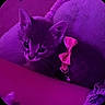 kitten, cat, purple_light, bow_collar, pet, cute, cozy, indoor, animal, feline, collar, bed, snuggle, small, young, whiskers, ears, cute_eyes, portrait, domestic_animal